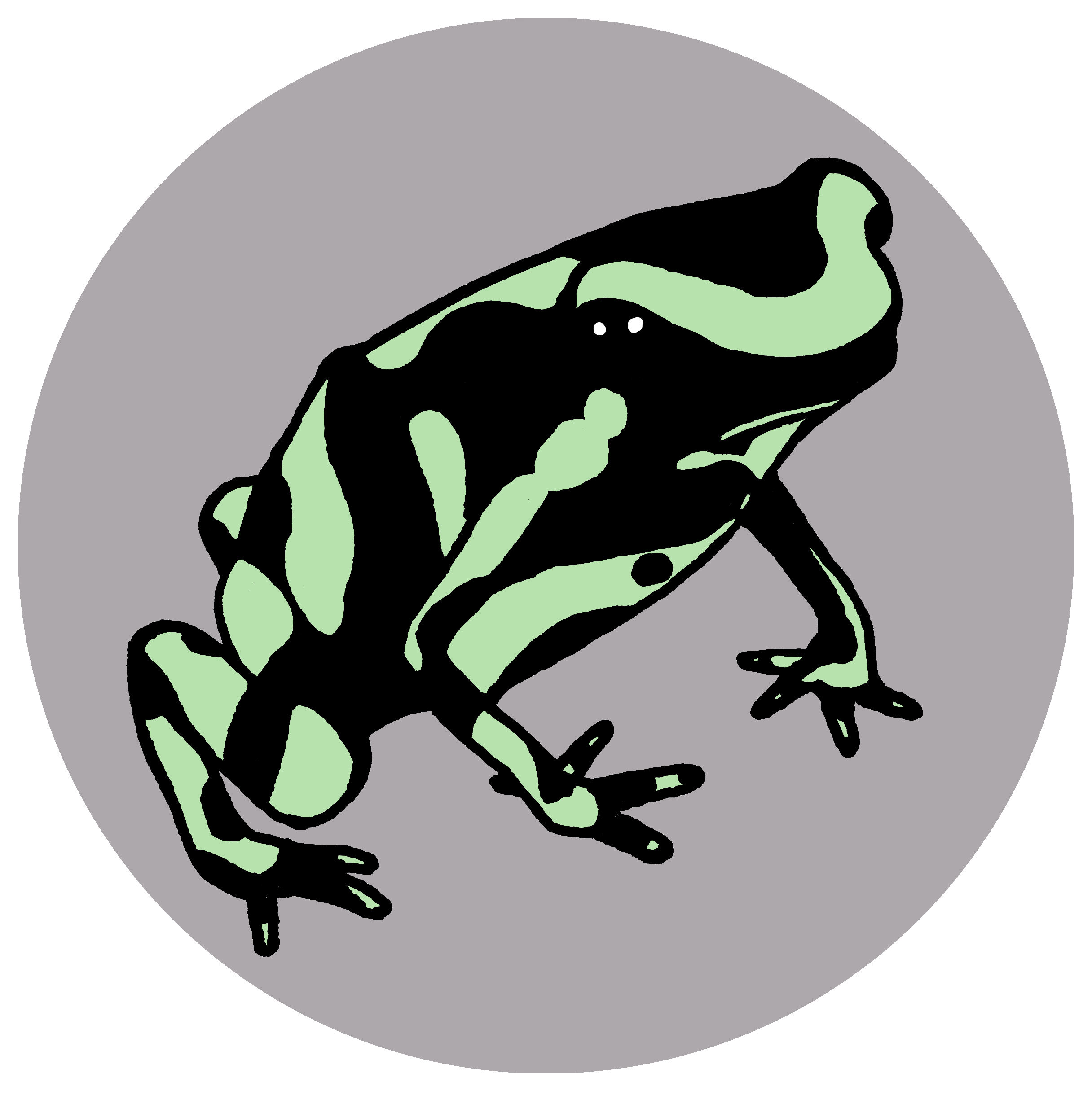 Green and black poison dart frog