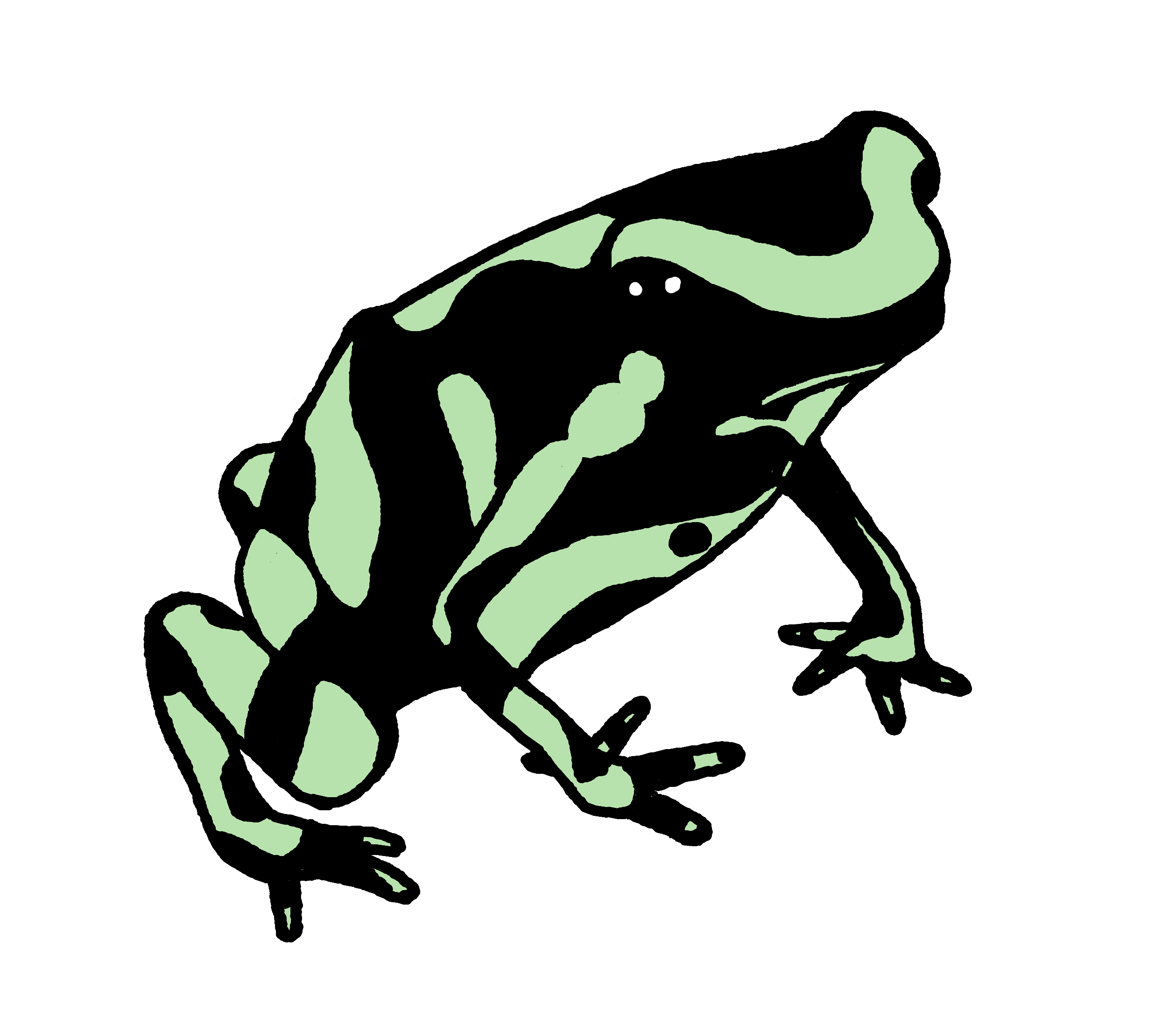 Green and black poison dart frog