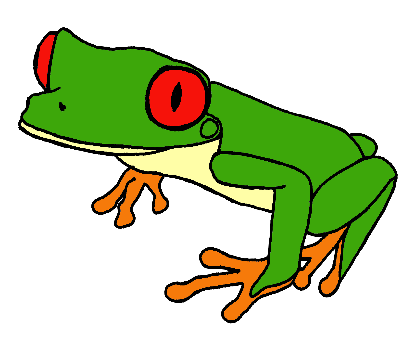 Red eyed tree frog