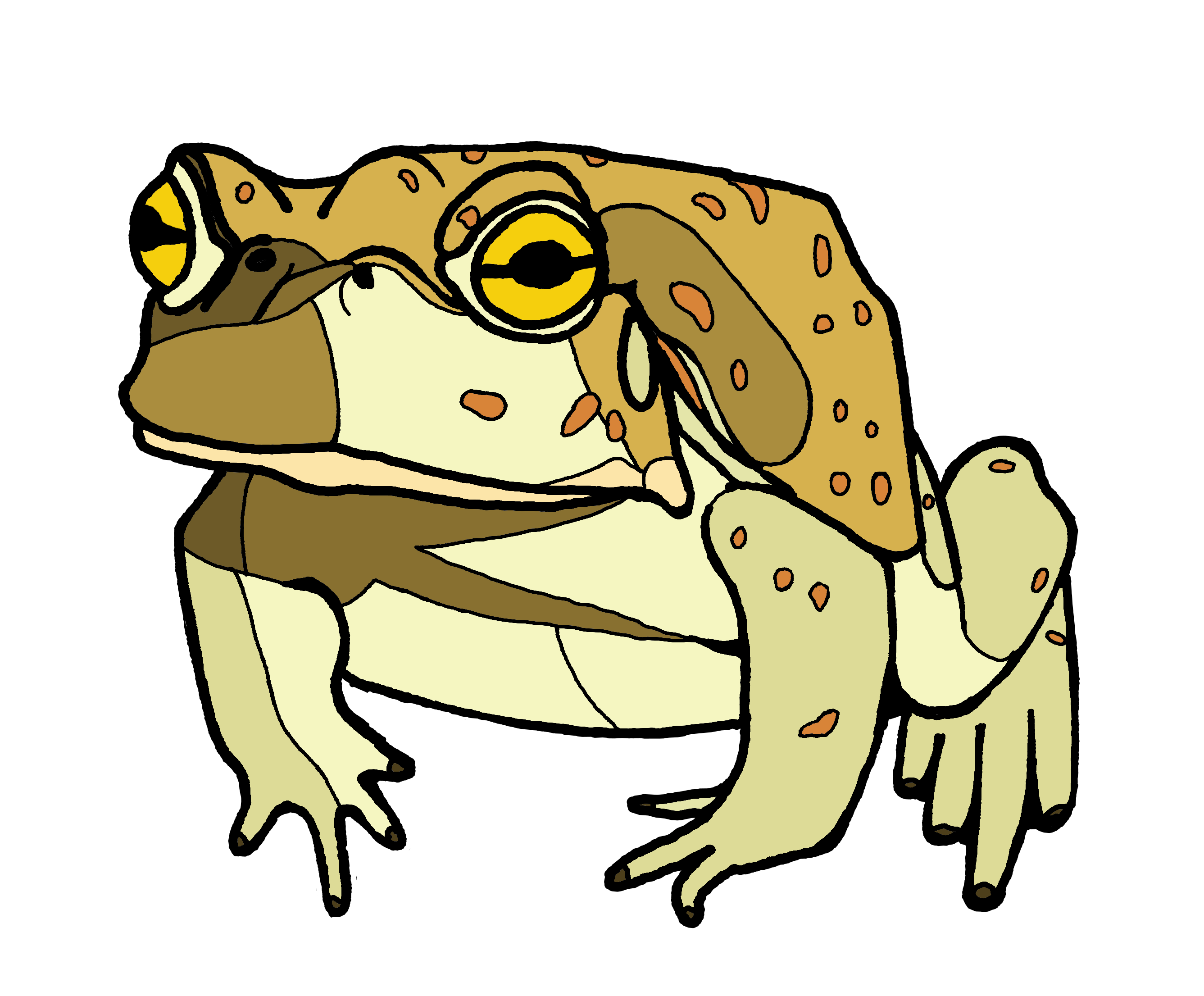 Sonoran desert toad